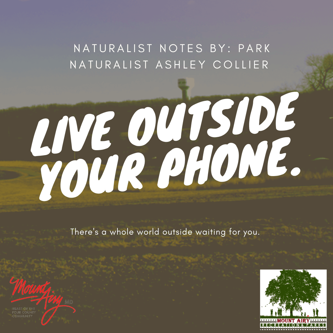 Mount Airy Parks: Naturalist Notes